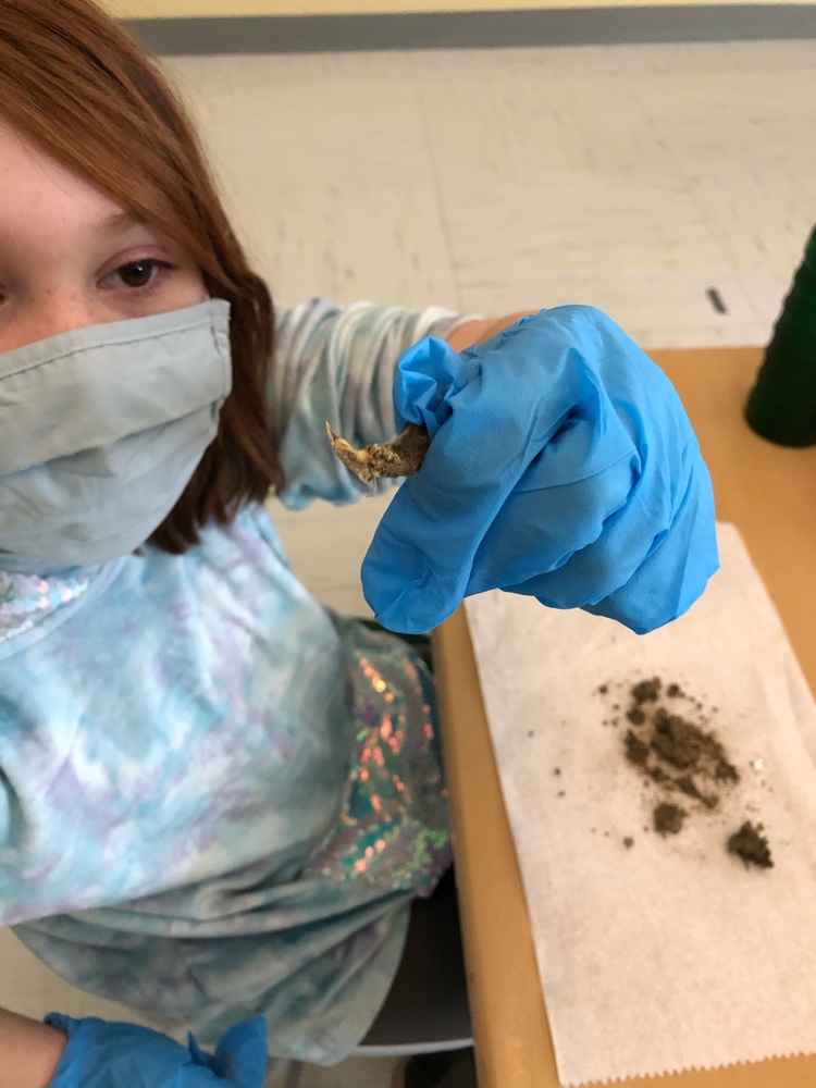 A student dissecting an owl pellet